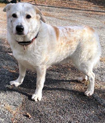 Archie Bunker, Adoptable, Adult Male Great Pyrenees & Cattle Dog.