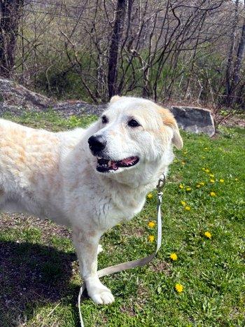 Enlarge Archie Bunker, a Adoptable mixed breed in Bedford Hills, NY image 2/6