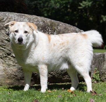 Enlarge Archie Bunker, a Adoptable mixed breed in Bedford Hills, NY image 3/4