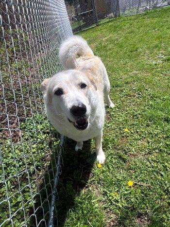 Enlarge Archie Bunker, a Adoptable mixed breed in Bedford Hills, NY image 3/6
