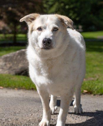 Archie Bunker, Adoptable, Adult Male Great Pyrenees & Cattle Dog.