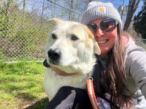 Enlarge Archie Bunker, a Adoptable mixed breed in Bedford Hills, NY image 4/6