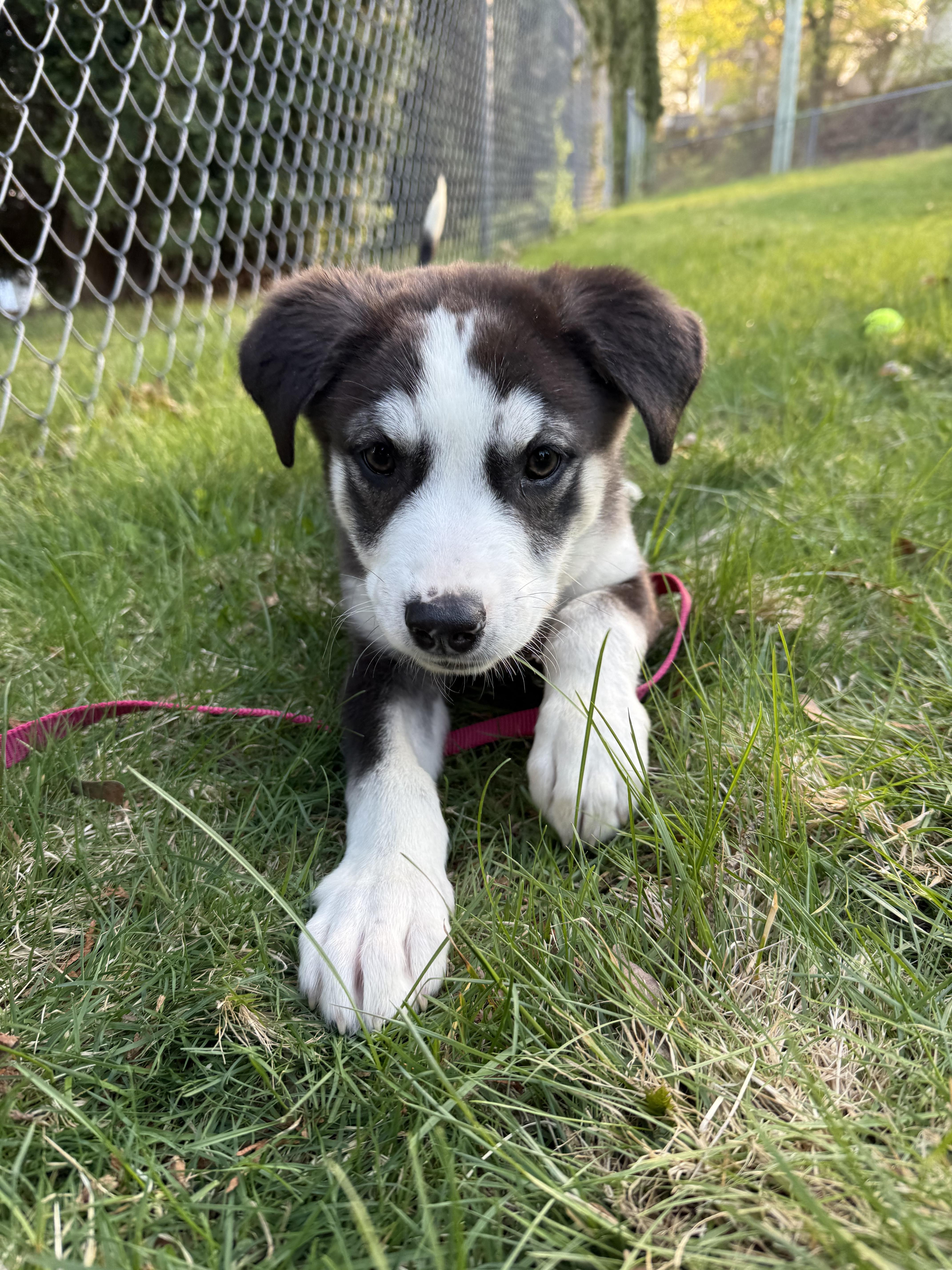 Enlarge Atlas, a Adoptable mixed breed in Westport, CT image 1/5