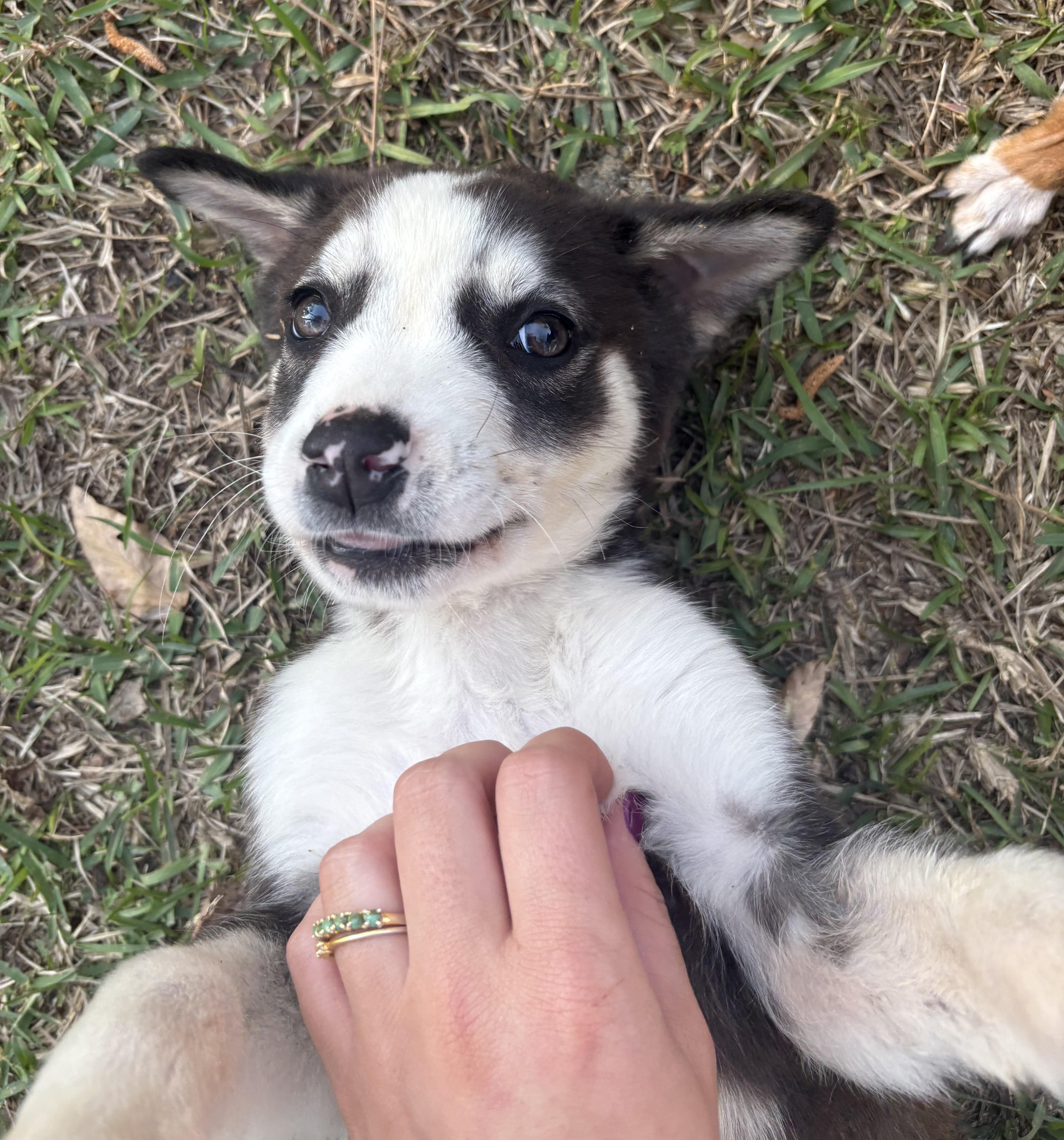 Atlas, Adoptable, Puppy Male Australian Cattle Dog / Blue Heeler & Husky.