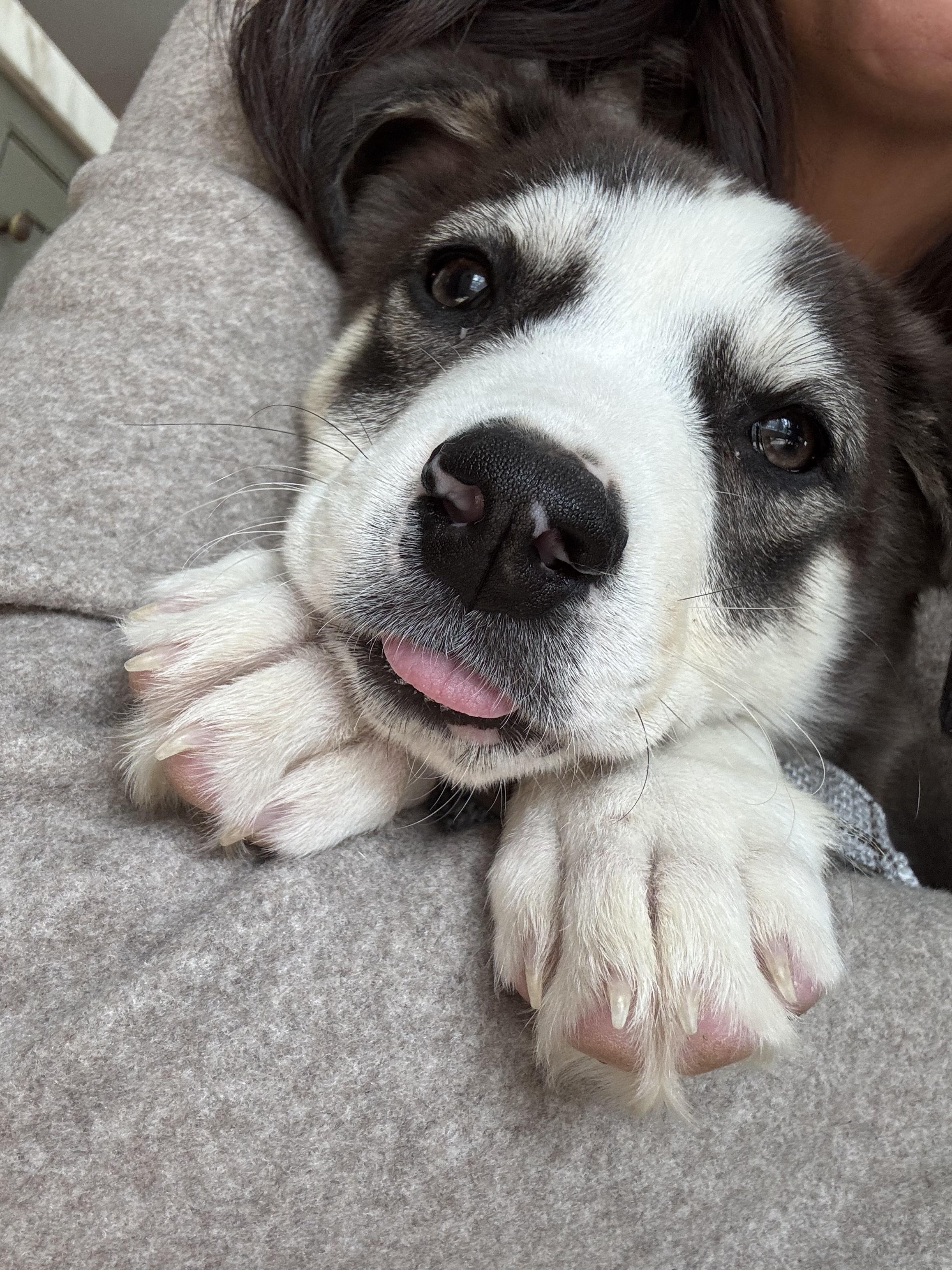 Enlarge Atlas, a Adoptable mixed breed in Westport, CT image 3/5