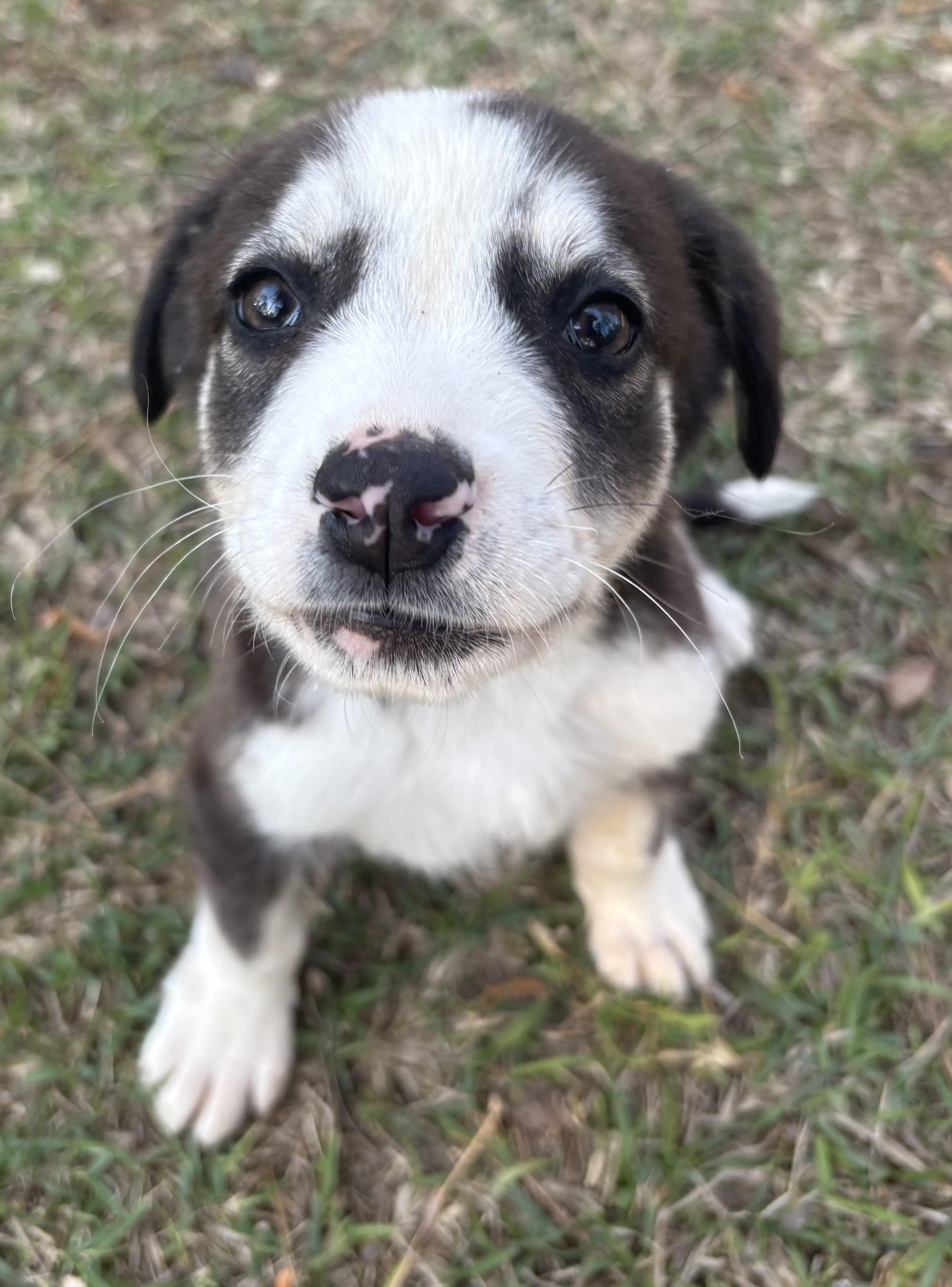 Enlarge Atlas, a Adoptable mixed breed in Westport, CT image 4/5