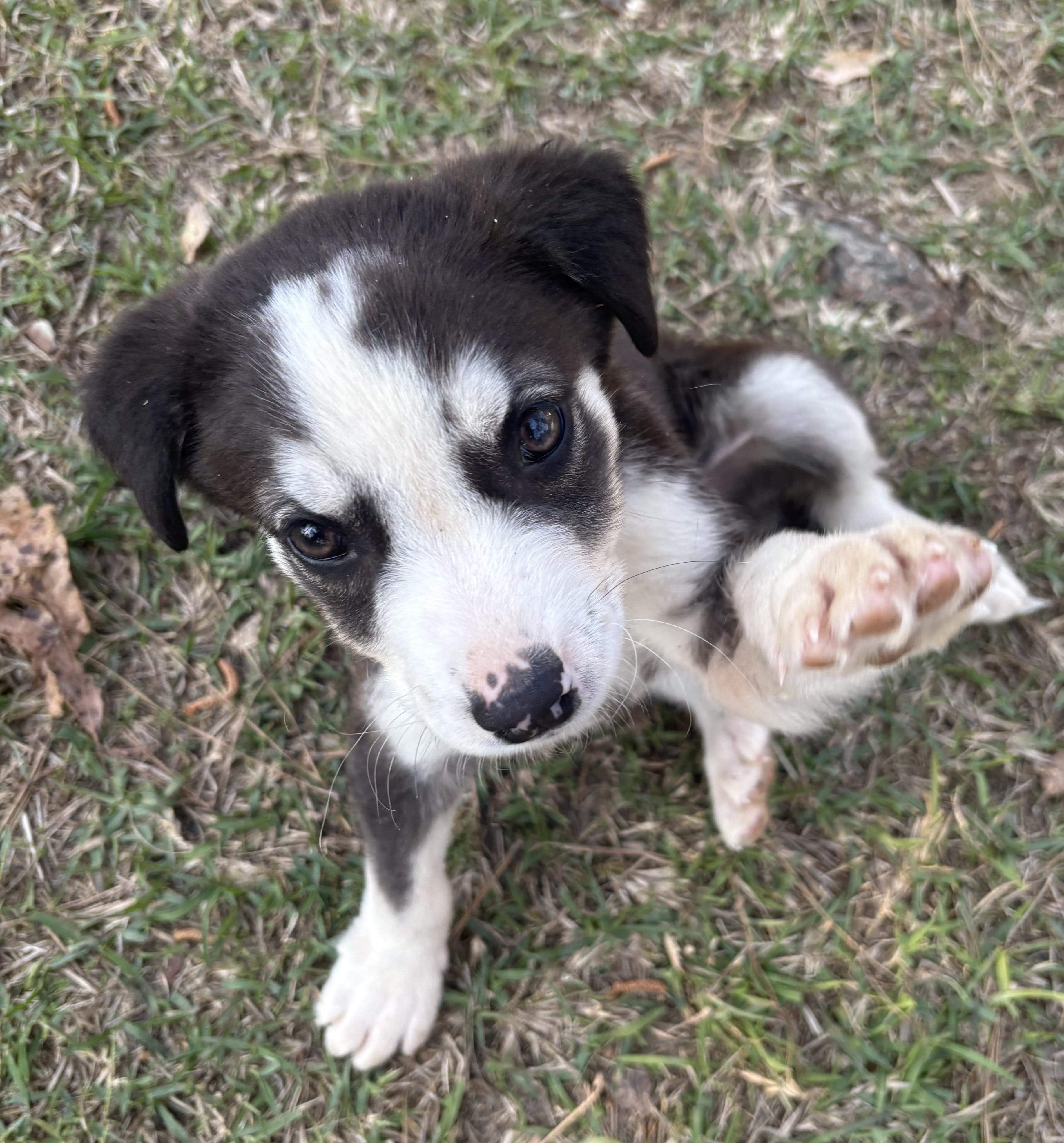 Enlarge Atlas, a Adoptable mixed breed in Westport, CT image 5/5