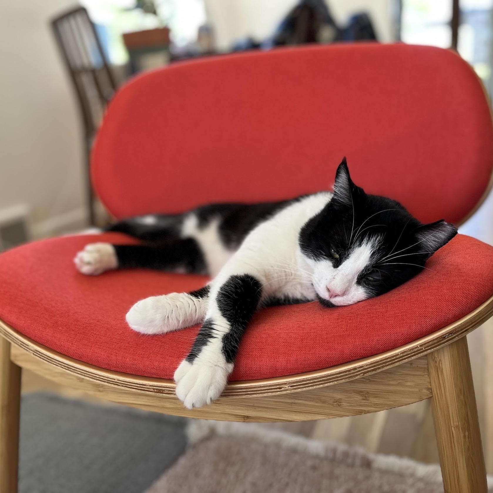 Luigi, Adult Male unknown