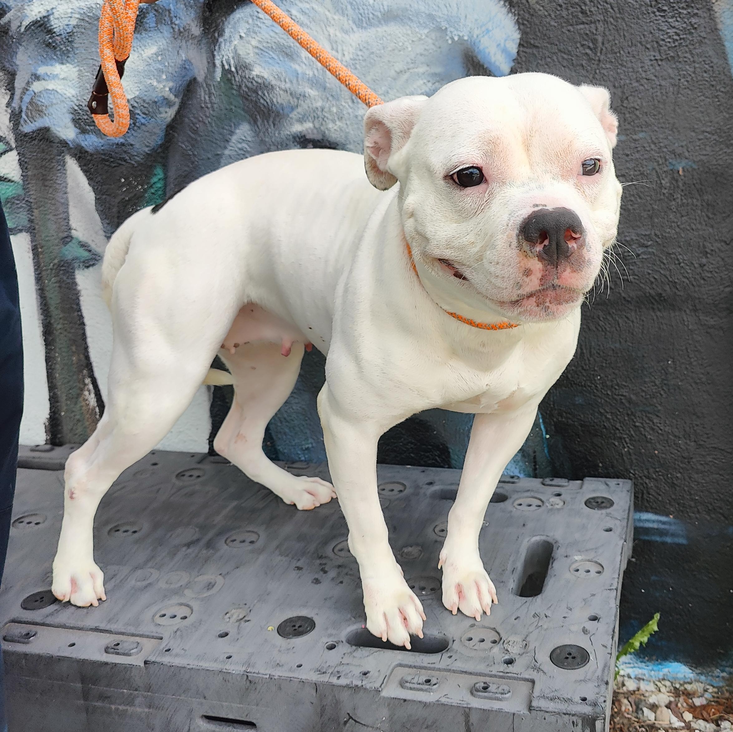 Pearl, ADOPTABLE, Adult Female Pit Bull Terrier.