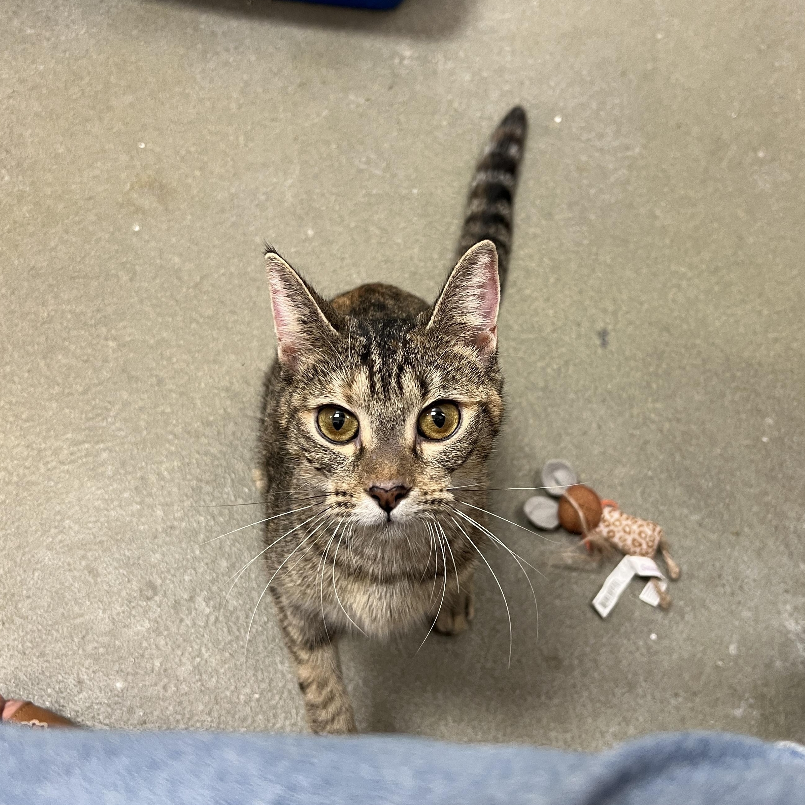 Enlarge Muddles, a Adoptable mixed breed in Bradenton, FL image 2/4