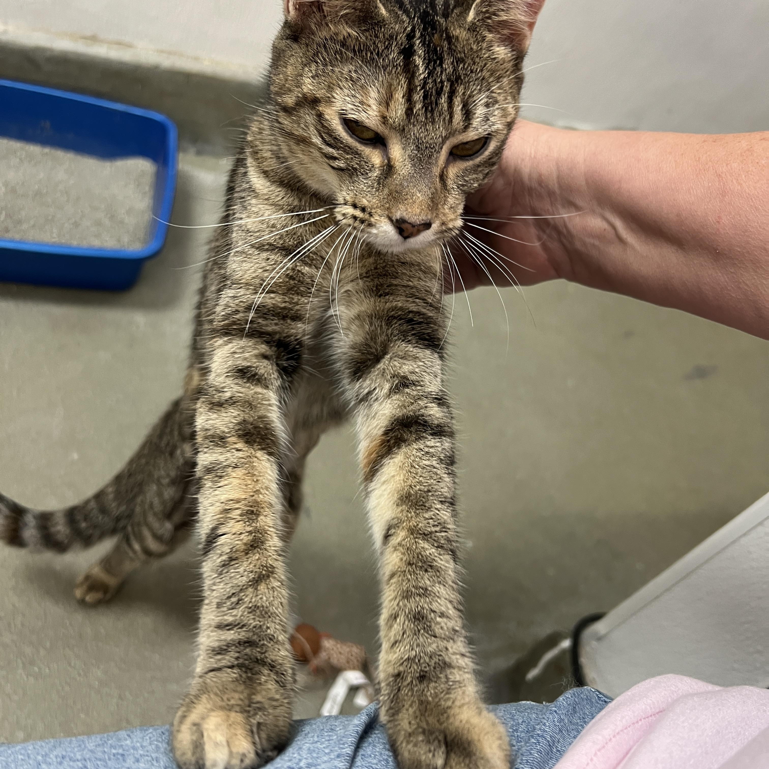 Enlarge Muddles, a Adoptable mixed breed in Bradenton, FL image 3/4