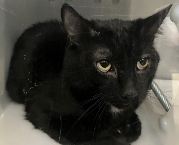 Enlarge Mint, a Adoptable mixed breed in Staten Island, NY image 1/1