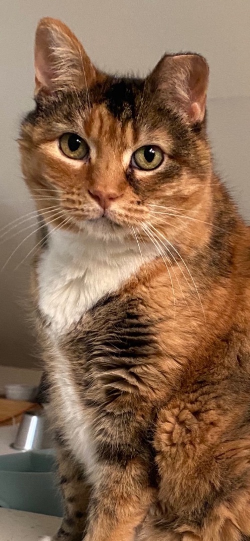 Trudy, Adopted, Adult Female Domestic Short Hair.