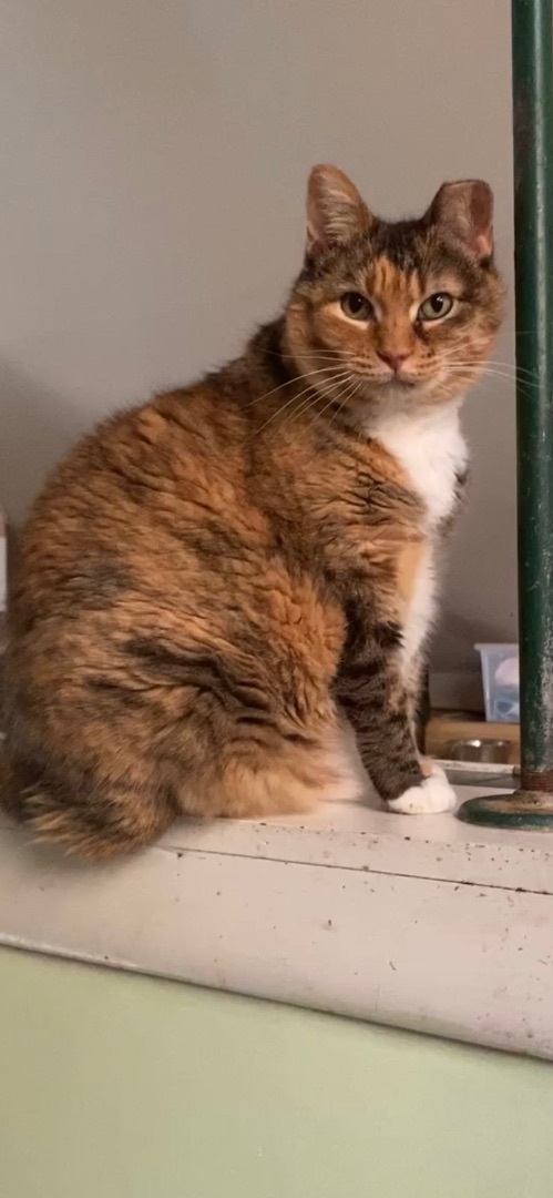 Enlarge Trudy, a Adopted Domestic Short Hair in Kansas City, MO image 2/4