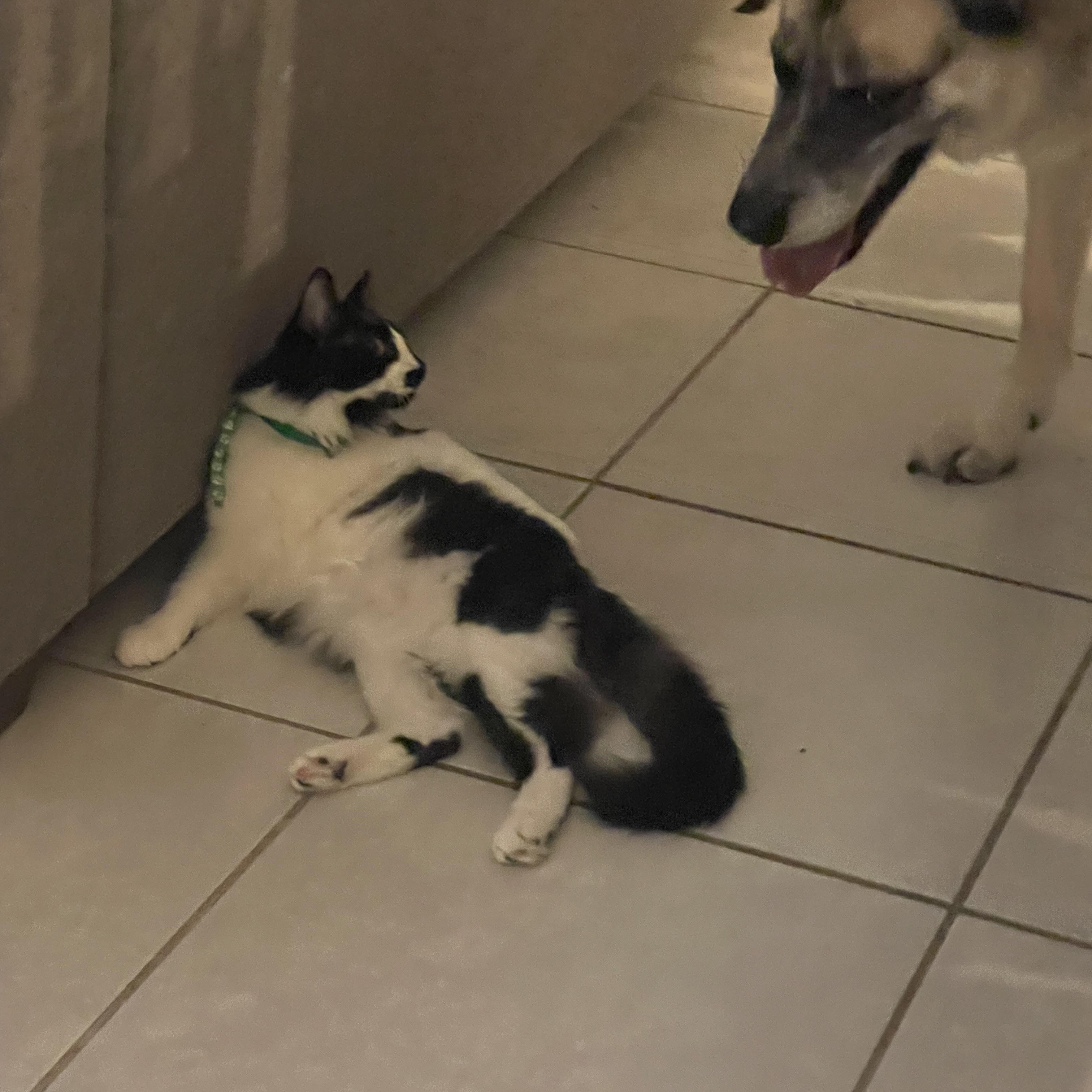 Enlarge Frisco, a Adoptable Domestic Long Hair in Maitland, FL image 3/4