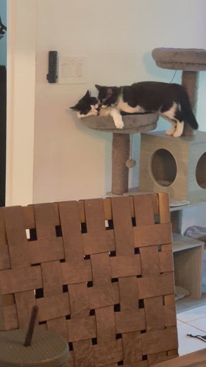 Enlarge Frisco, a Adoptable Domestic Long Hair in Maitland, FL video 4/4