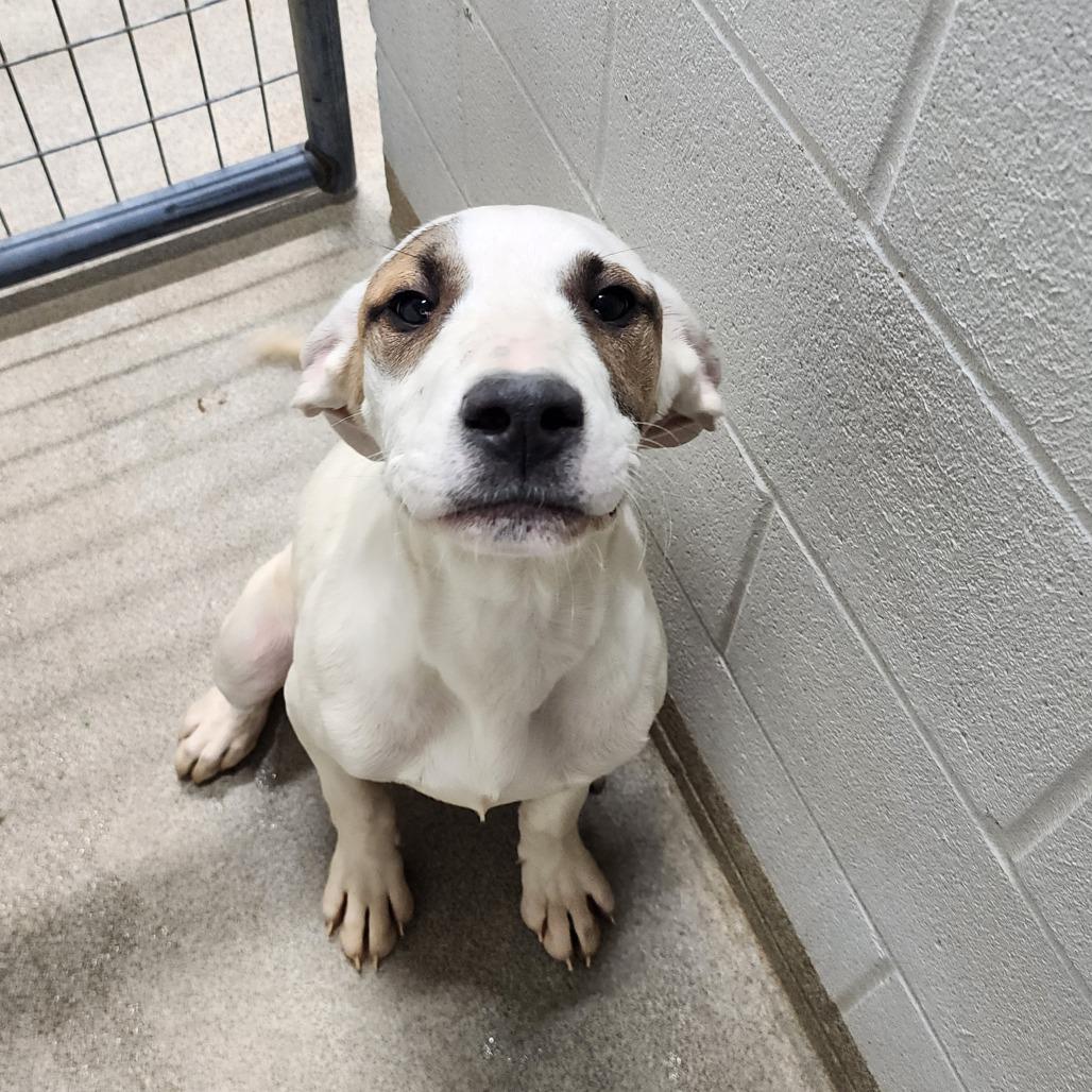 Wrigley, ADOPTABLE, Young Female Great Dane.