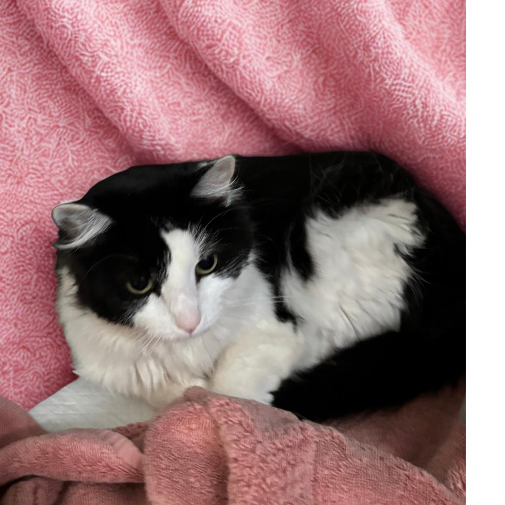 Enlarge Robin, a Adoptable mixed breed in Galax, VA image 1/2