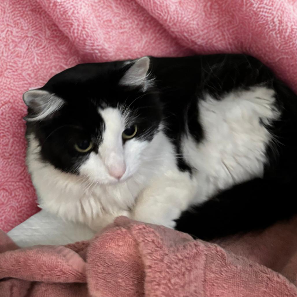 Enlarge Robin, a Adoptable mixed breed in Galax, VA image 2/2