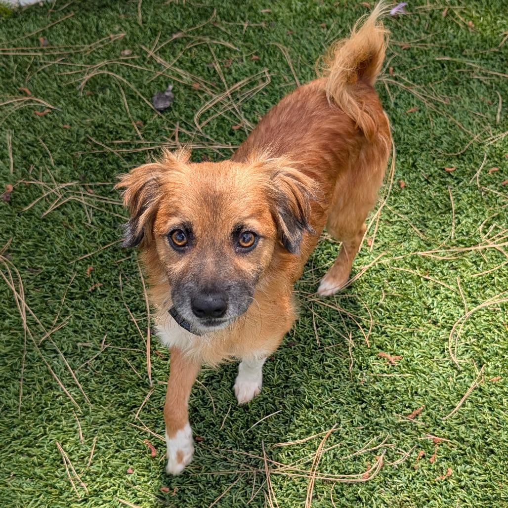 Olin - City of Industry Location, Adoptable, Adult Male Spaniel & Mixed Breed.