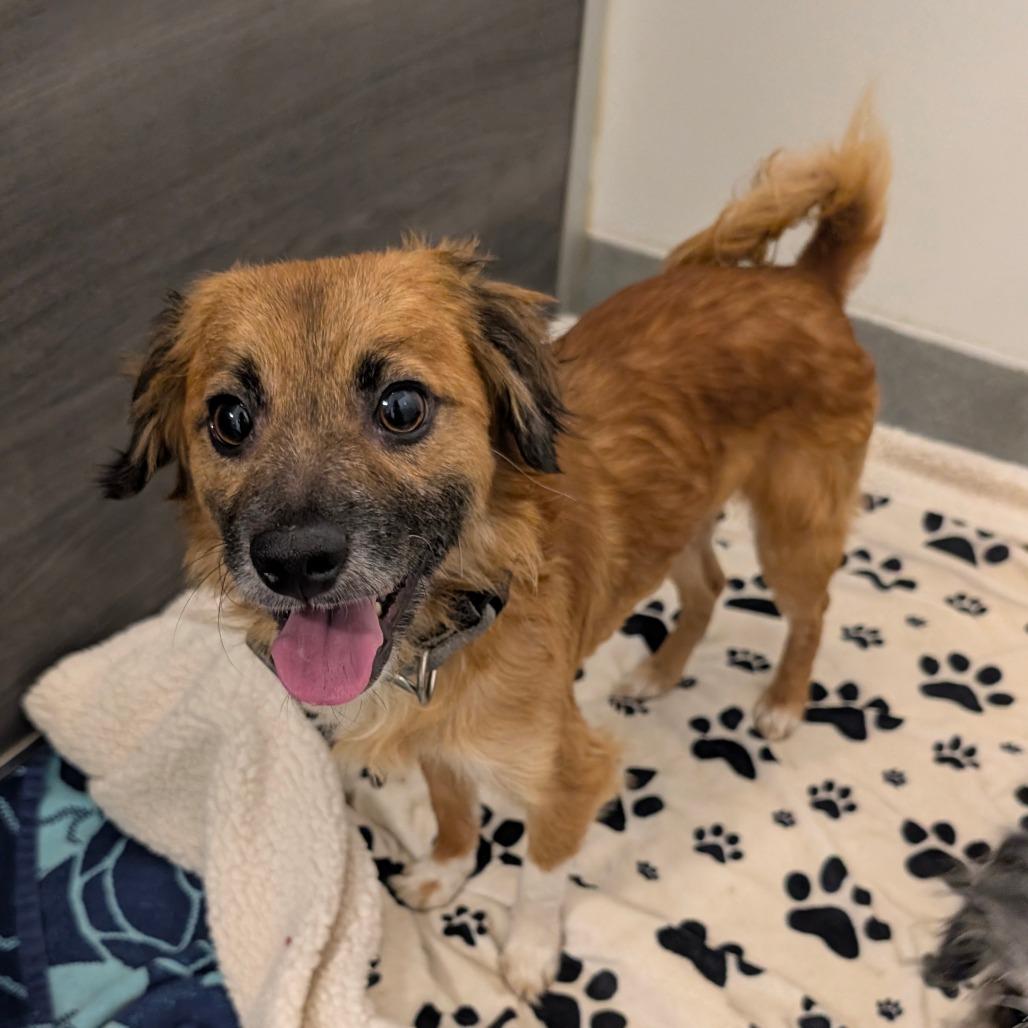 Olin - City of Industry Location, a Adoptable mixed breed in Chino Hills, CA image 2/6
