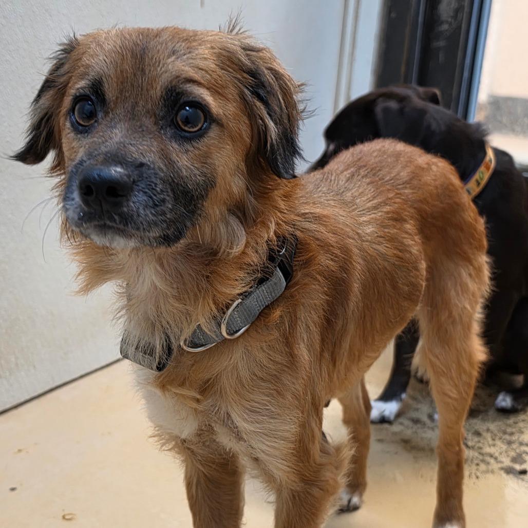 Olin - City of Industry Location, a Adoptable mixed breed in Chino Hills, CA image 3/6