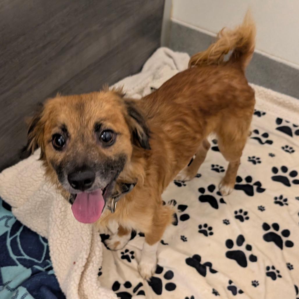 Olin - City of Industry Location, a Adoptable mixed breed in Chino Hills, CA image 4/6