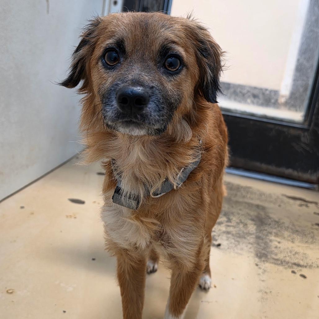 Olin - City of Industry Location, a Adoptable mixed breed in Chino Hills, CA image 5/6
