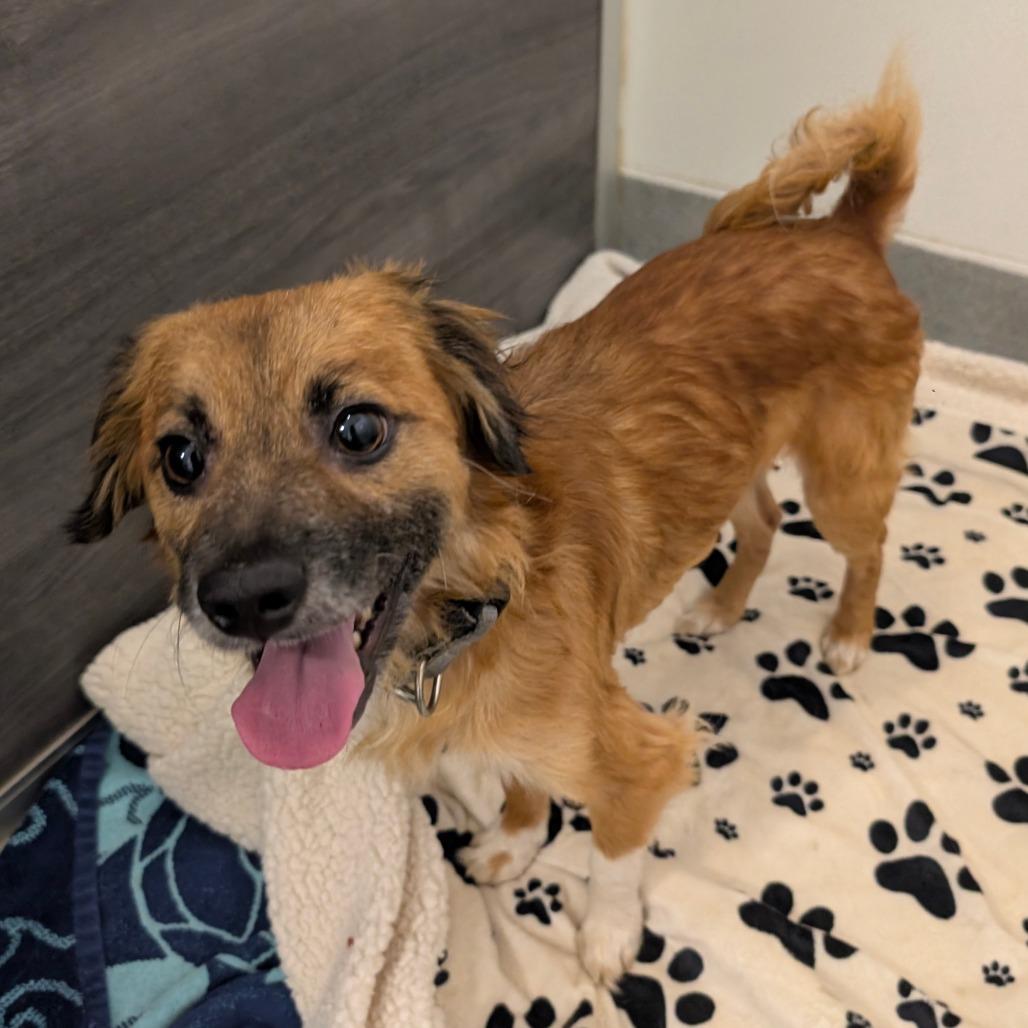 Olin - City of Industry Location, a Adoptable mixed breed in Chino Hills, CA image 6/6