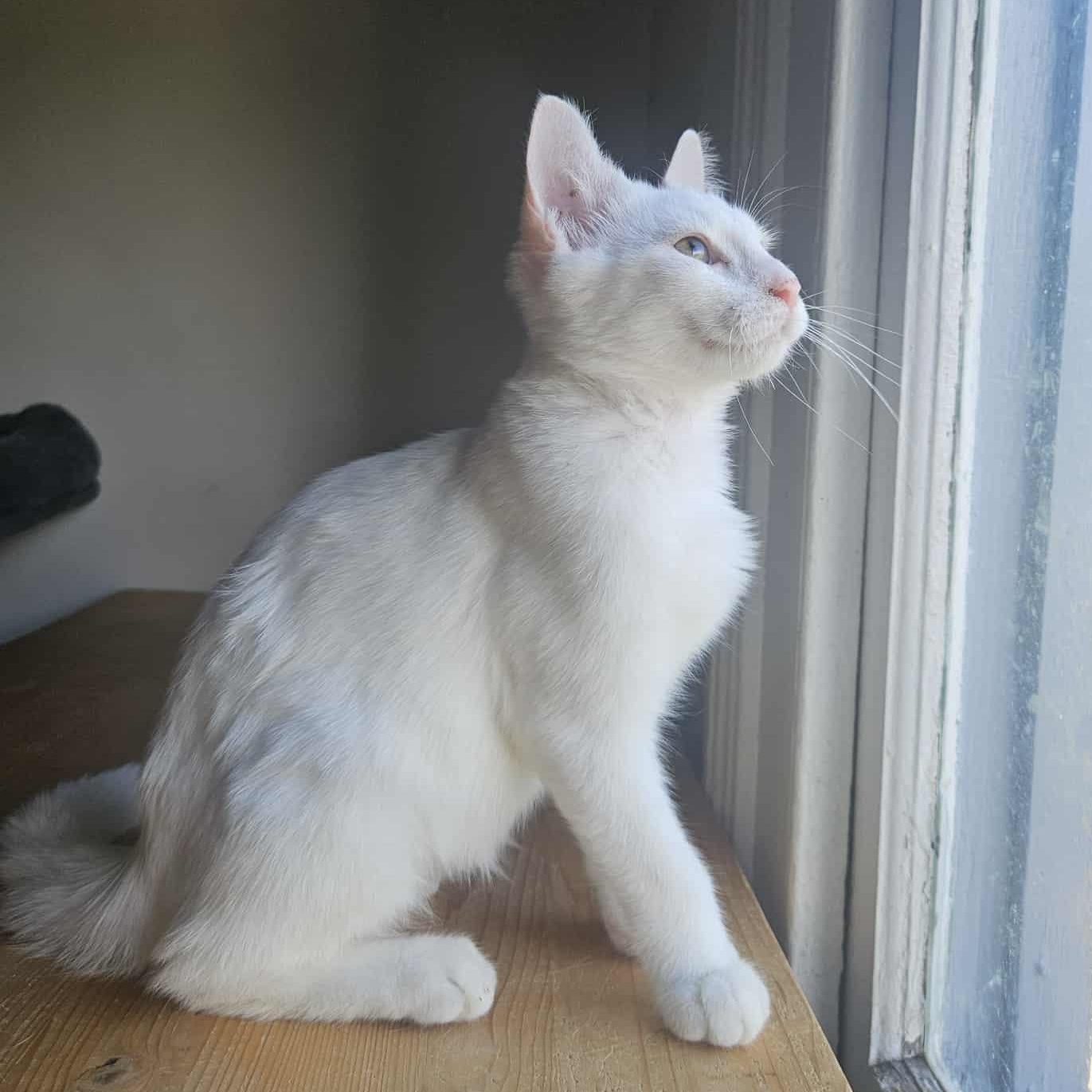 Alabaster Frankie, a Adoptable Domestic Short Hair in Wilmington, NC image 3/5