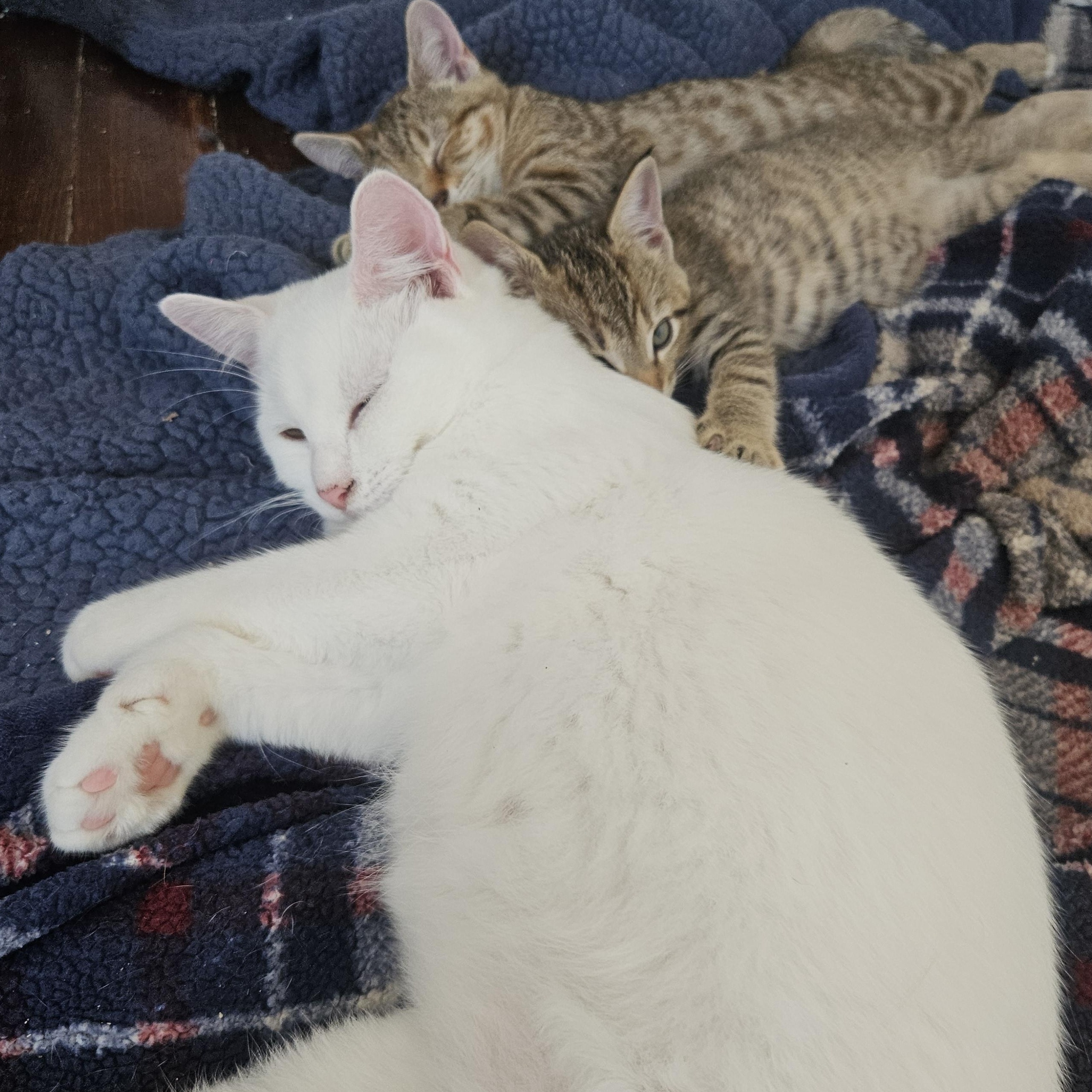 Alabaster Frankie, a Adoptable Domestic Short Hair in Wilmington, NC image 1/5