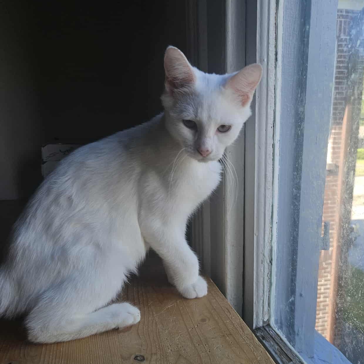 Alabaster Frankie, a Adoptable Domestic Short Hair in Wilmington, NC image 4/5