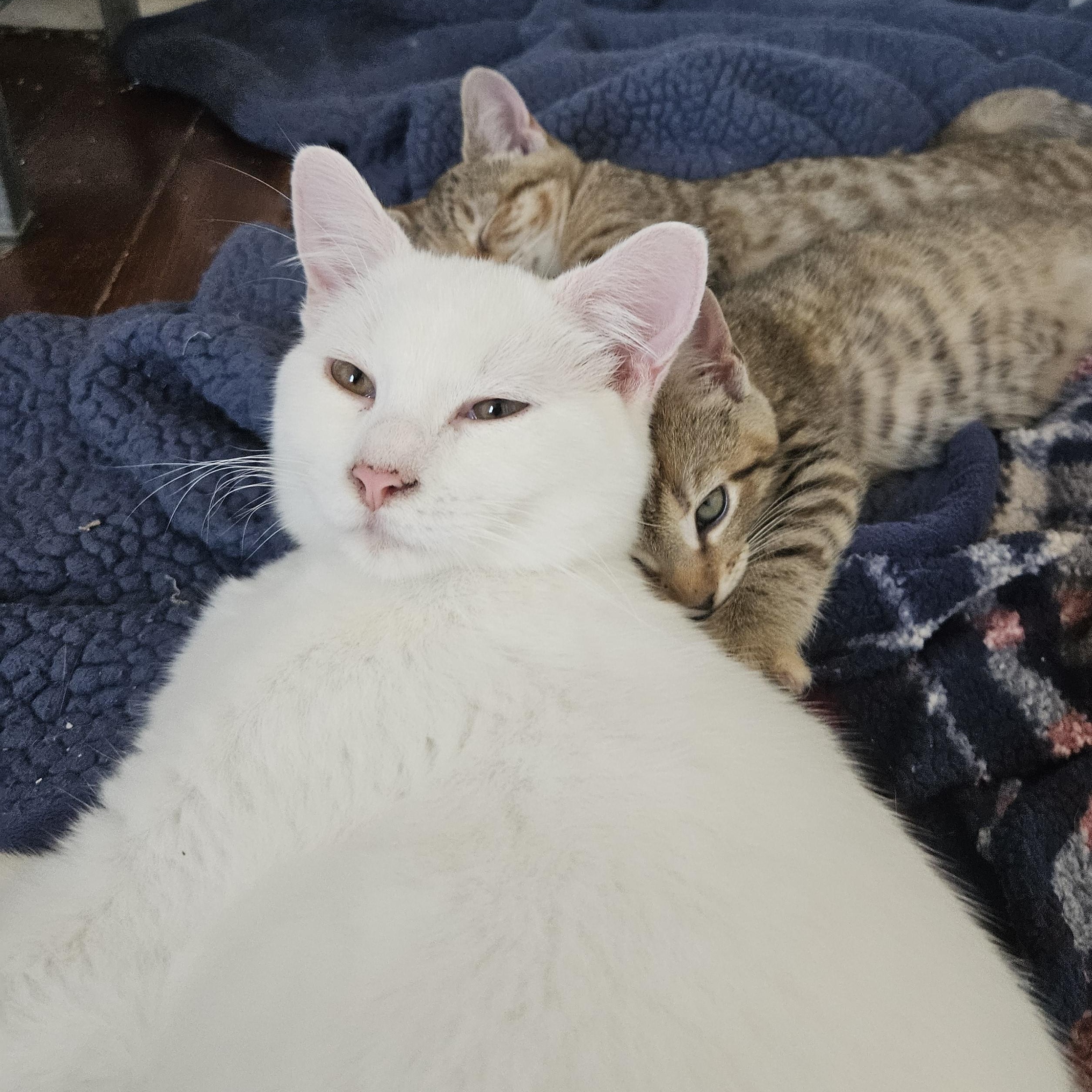 Alabaster Frankie, a Adoptable Domestic Short Hair in Wilmington, NC image 2/5