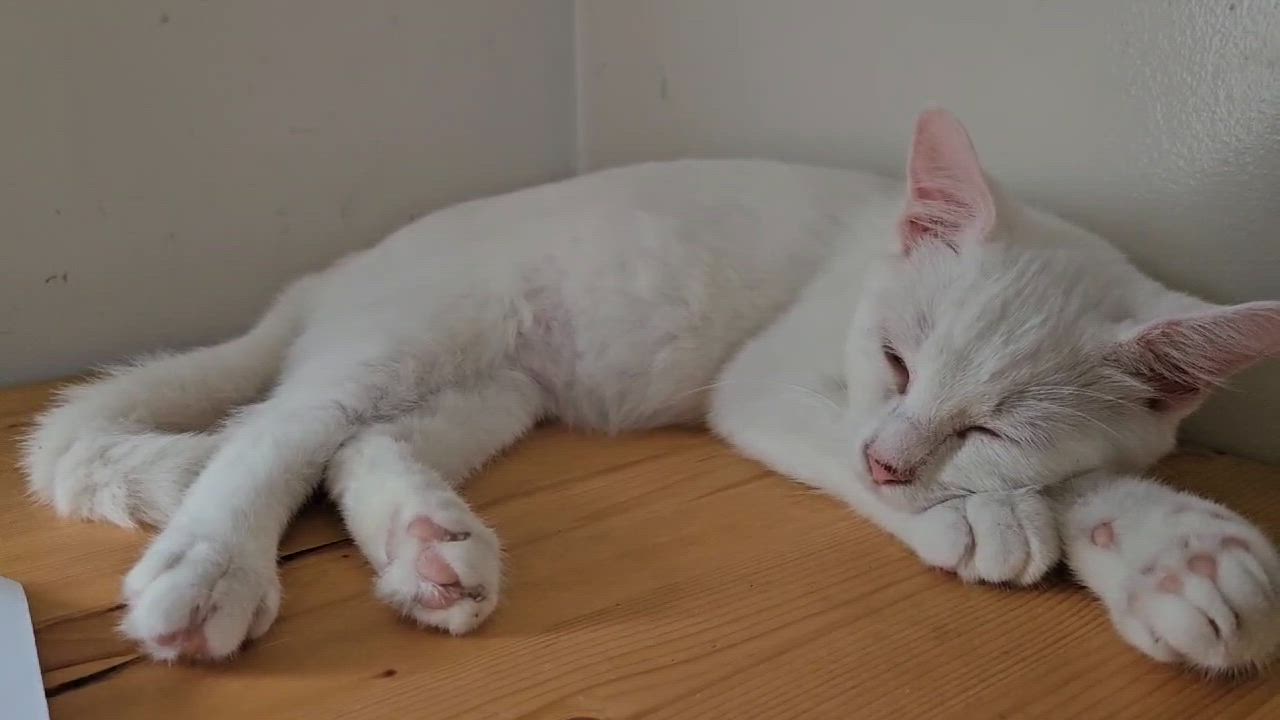 Enlarge Alabaster Frankie, a Adoptable Domestic Short Hair in Wilmington, NC video 5/5