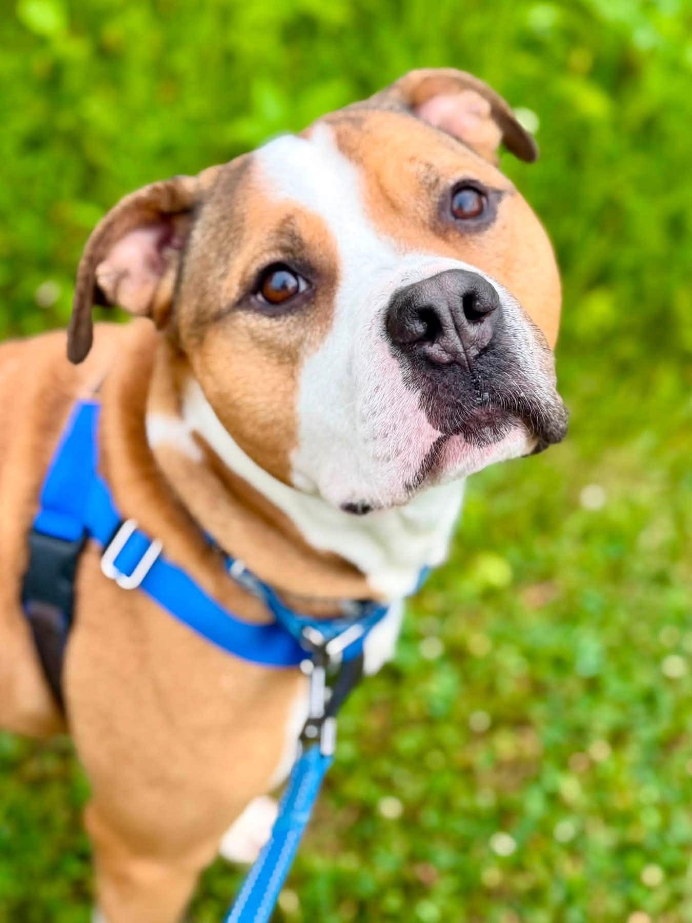 Roger, a ADOPTABLE mixed breed in Janesville, WI image 2/6