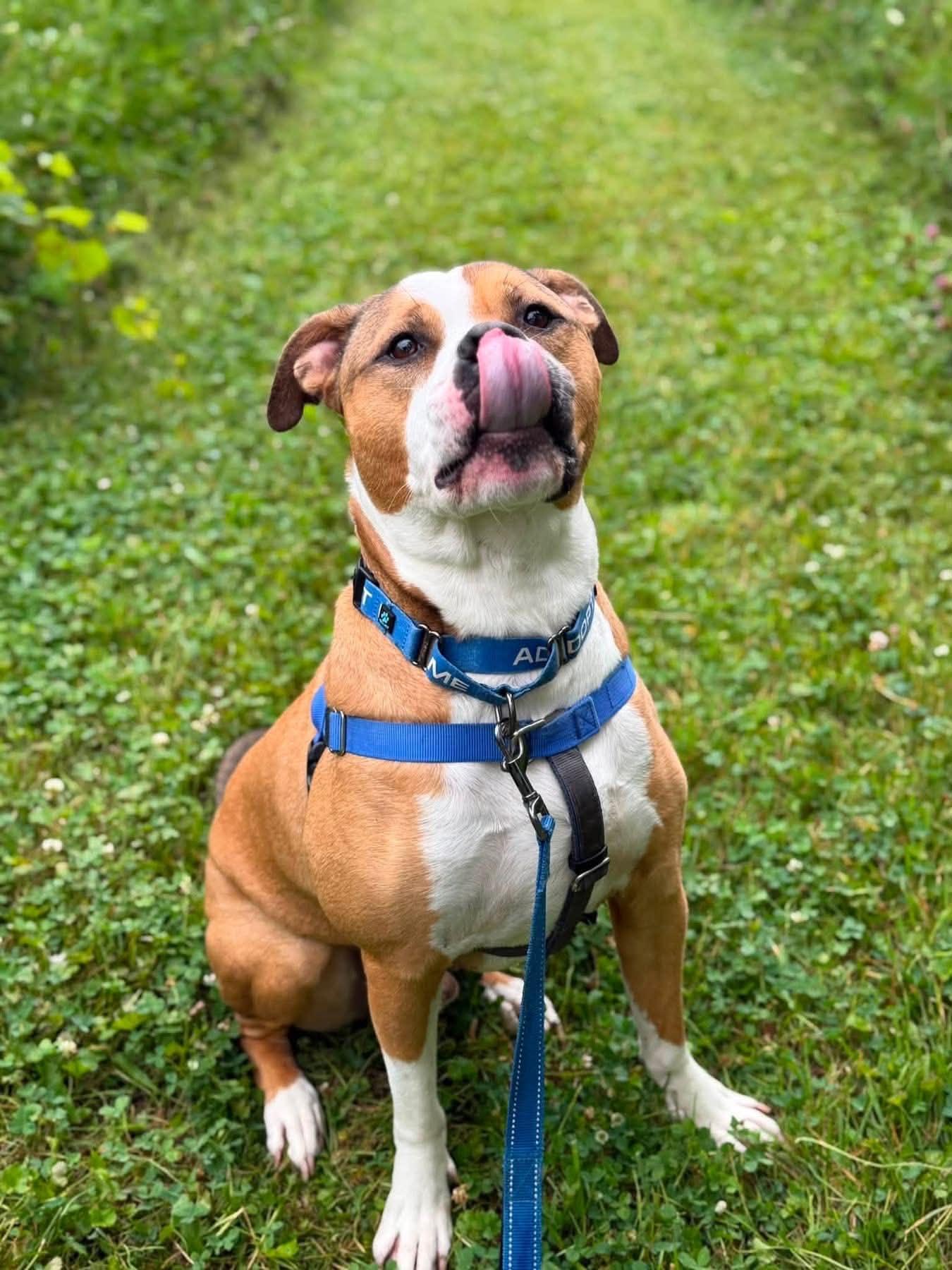 Roger, a ADOPTABLE mixed breed in Janesville, WI image 3/6