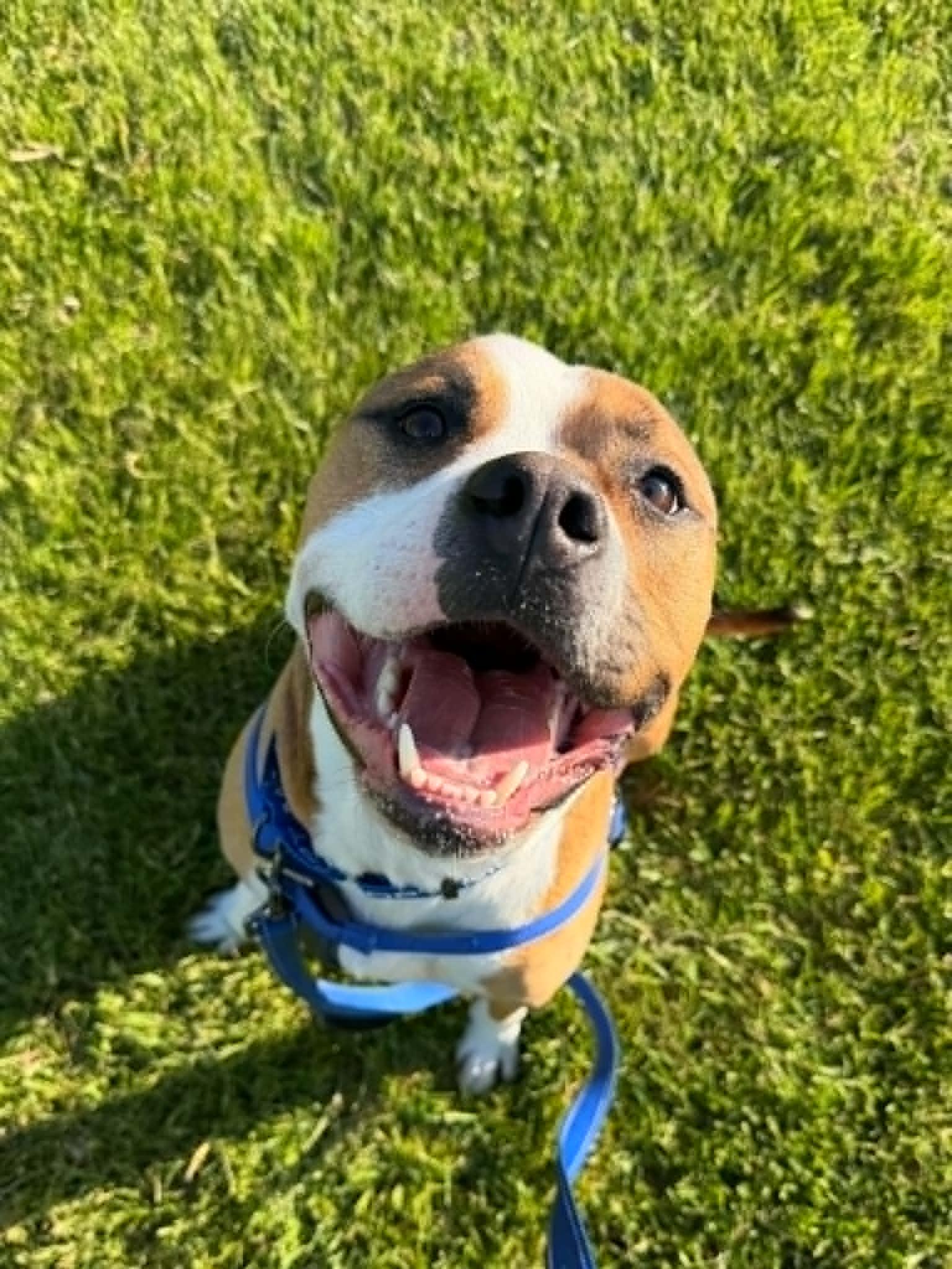 Roger, ADOPTABLE, Adult Male Mixed Breed & Boxer.