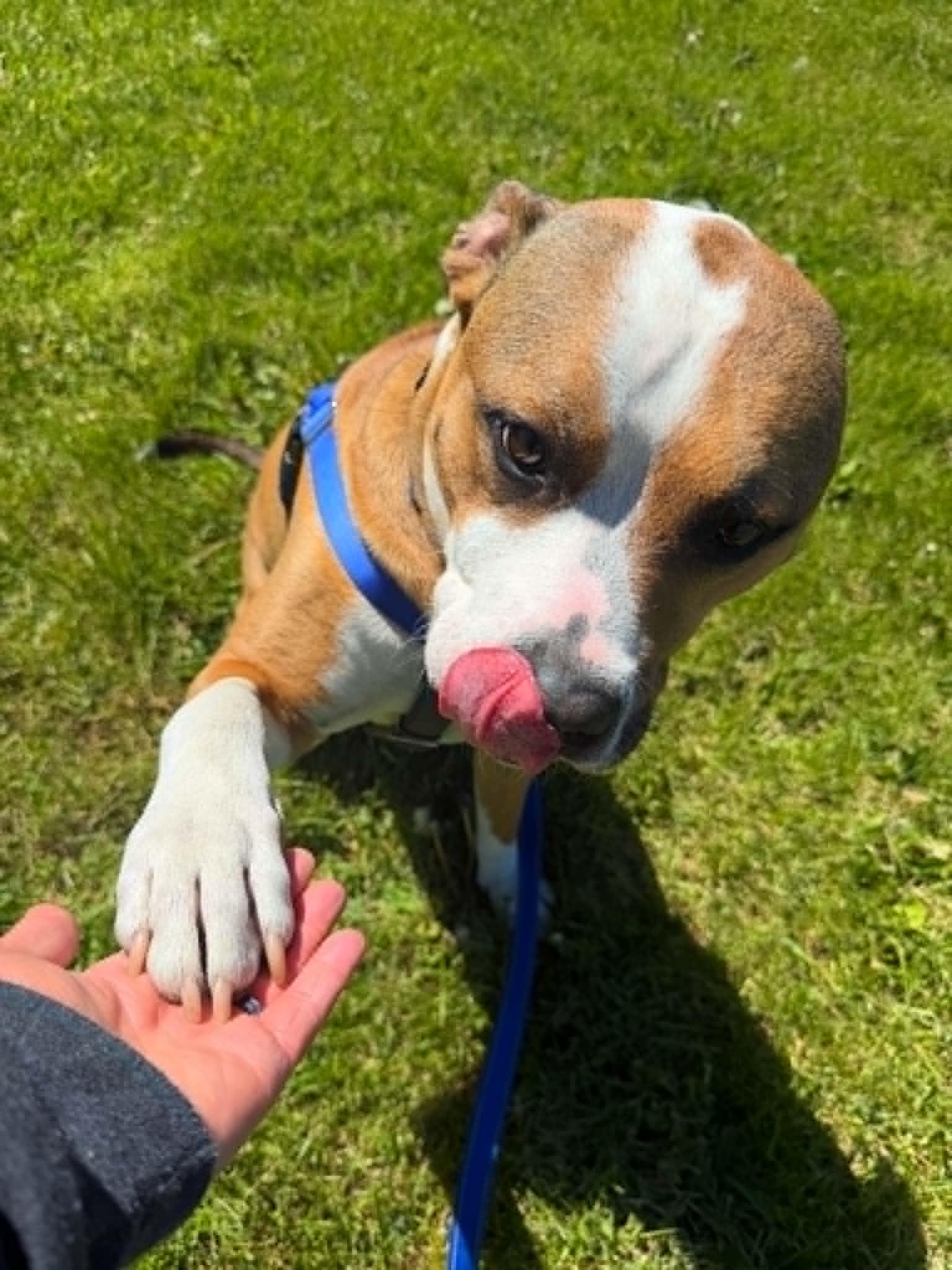 Roger, a ADOPTABLE mixed breed in Janesville, WI image 4/6