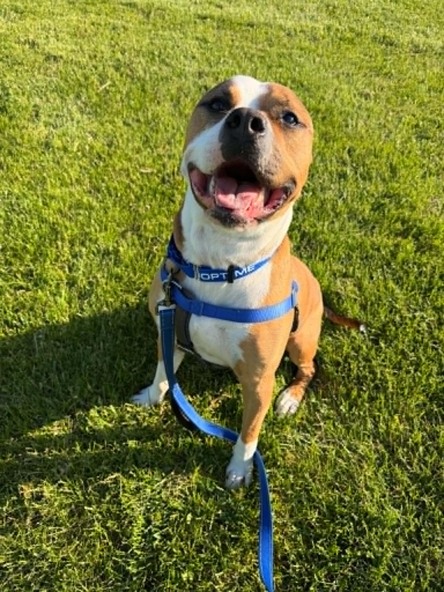 Roger, a ADOPTABLE mixed breed in Janesville, WI image 5/6