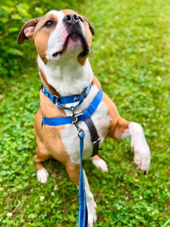 Roger, a ADOPTABLE mixed breed in Janesville, WI image 6/6