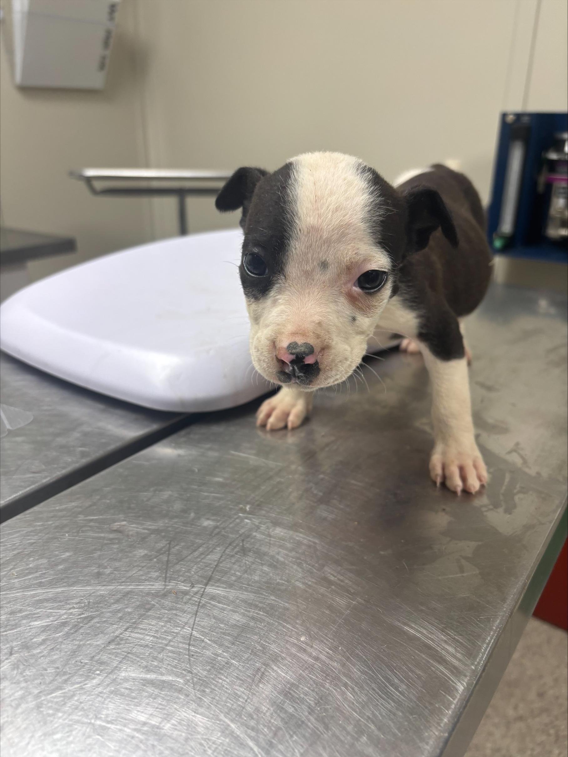 Enlarge Liz, a ADOPTABLE mixed breed in Conway, AR image 1/1