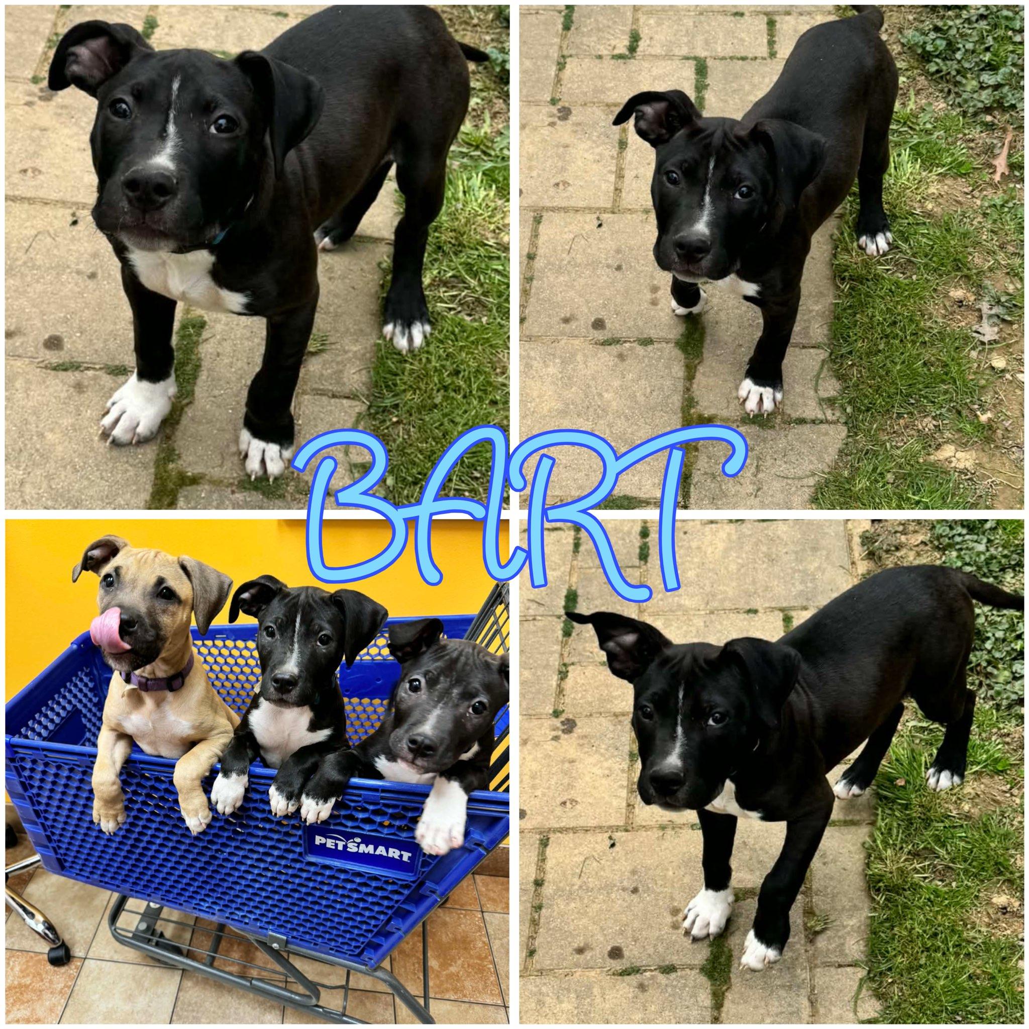 Bart, Adoptable, Puppy Male American Bully & Pit Bull Terrier.