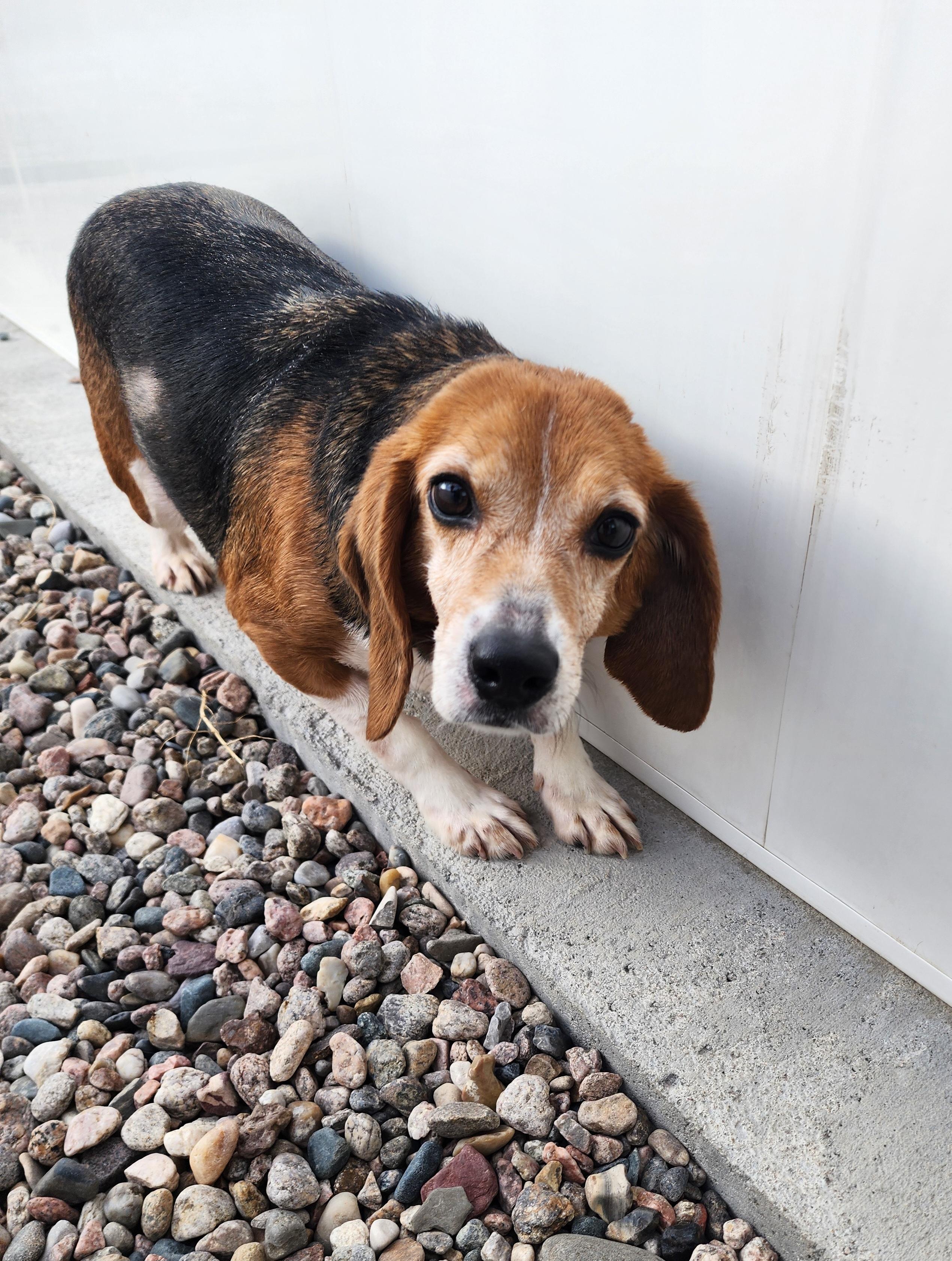 Cher, an adoptable Beagle in Hartville, WY, 82215 | Photo Image 1