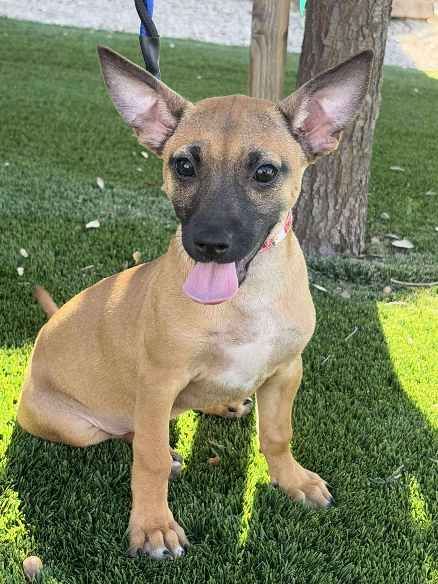 Nellie, Adoptable, Puppy Female Chihuahua.