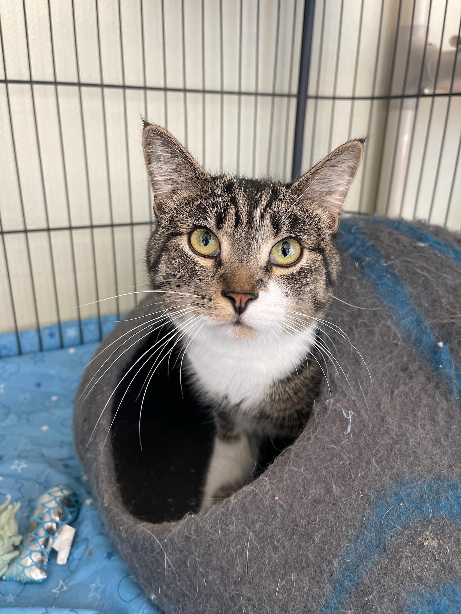 Beeper, an adoptable Domestic Short Hair in Winthrop, ME, 04364 | Photo Image 1