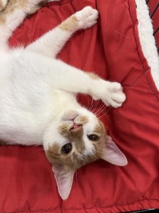 Enlarge MJ, a Adoptable mixed breed in Port Republic, MD image 1/1
