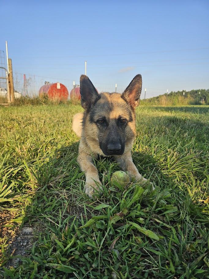 Max, a Adoptable German Shepherd Dog in Rutherfordton, NC image 2/4