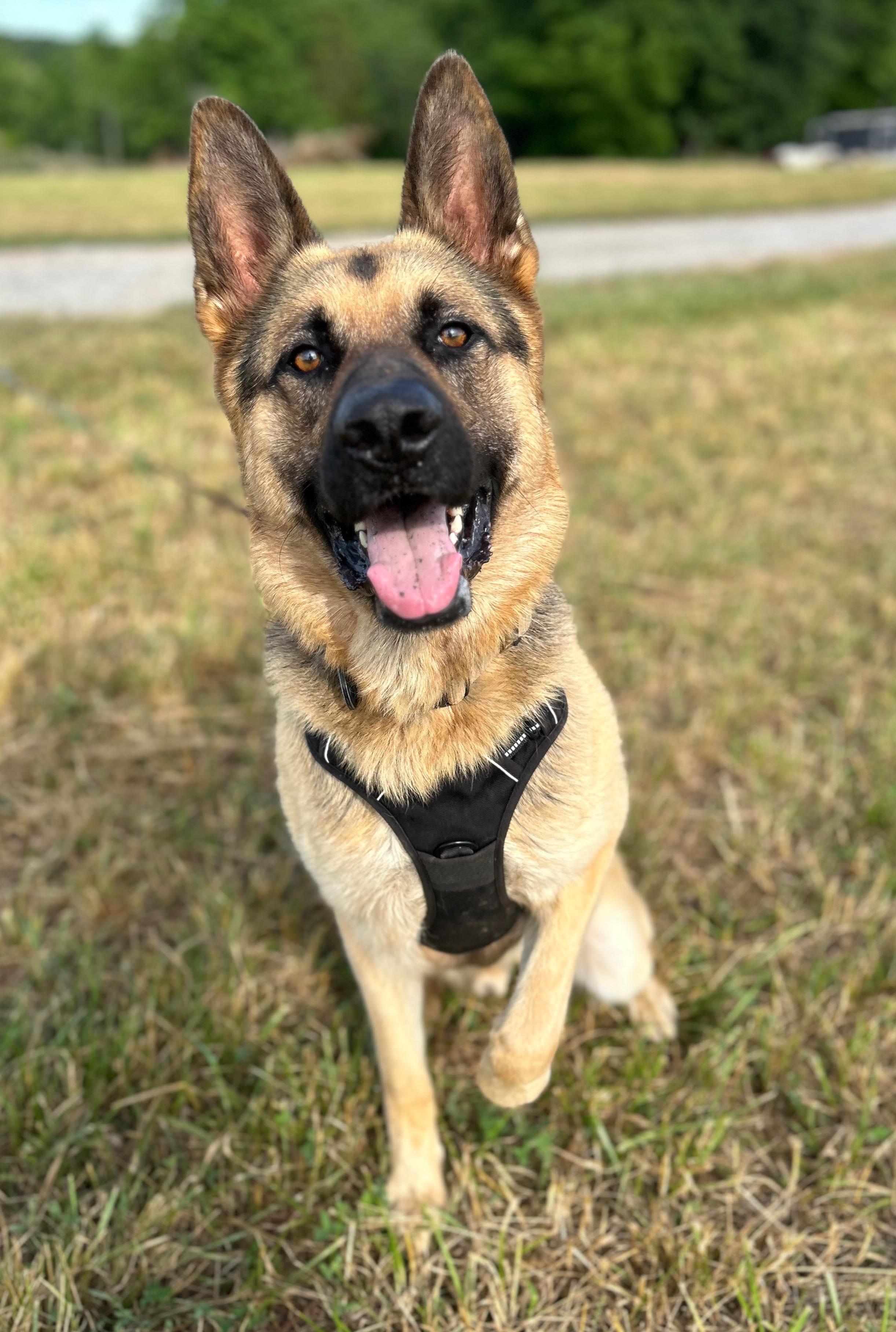Max, a Adoptable German Shepherd Dog in Rutherfordton, NC image 1/4