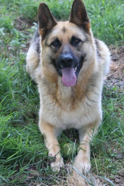 Max, a Adoptable German Shepherd Dog in Rutherfordton, NC image 3/4