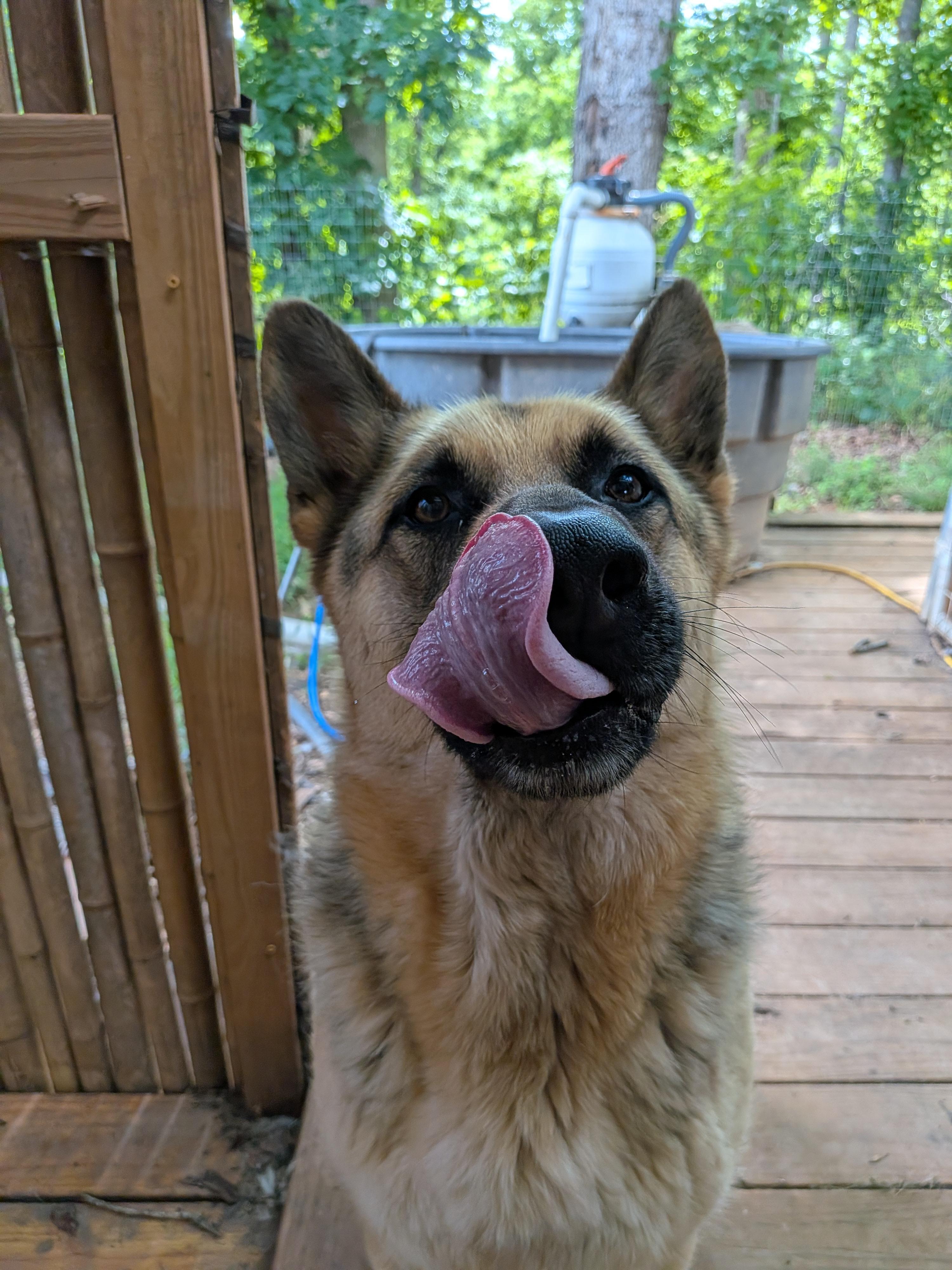 Max, a Adoptable German Shepherd Dog in Rutherfordton, NC image 4/4